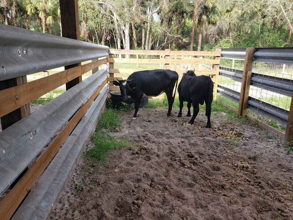A bull and cow were located and captured by HCSO running at large in the area of 6465 CR 78.   
Both are black in color; the cow is black and white with an orange fly tag in one ear and a silver metal tag in the other.  The bull is solid black in color with no other markings or tags.